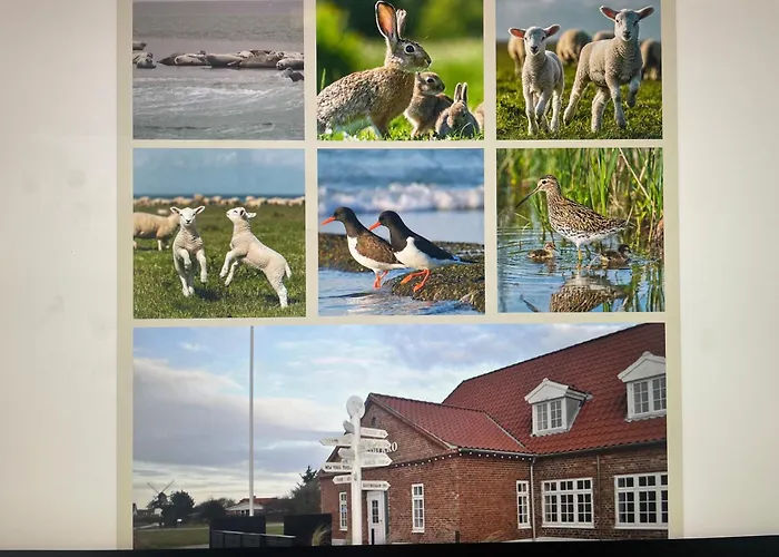 Mando מלון ריבה